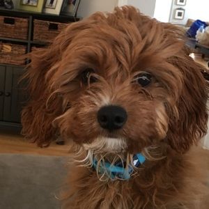 Meet your Posher, Ruth ann